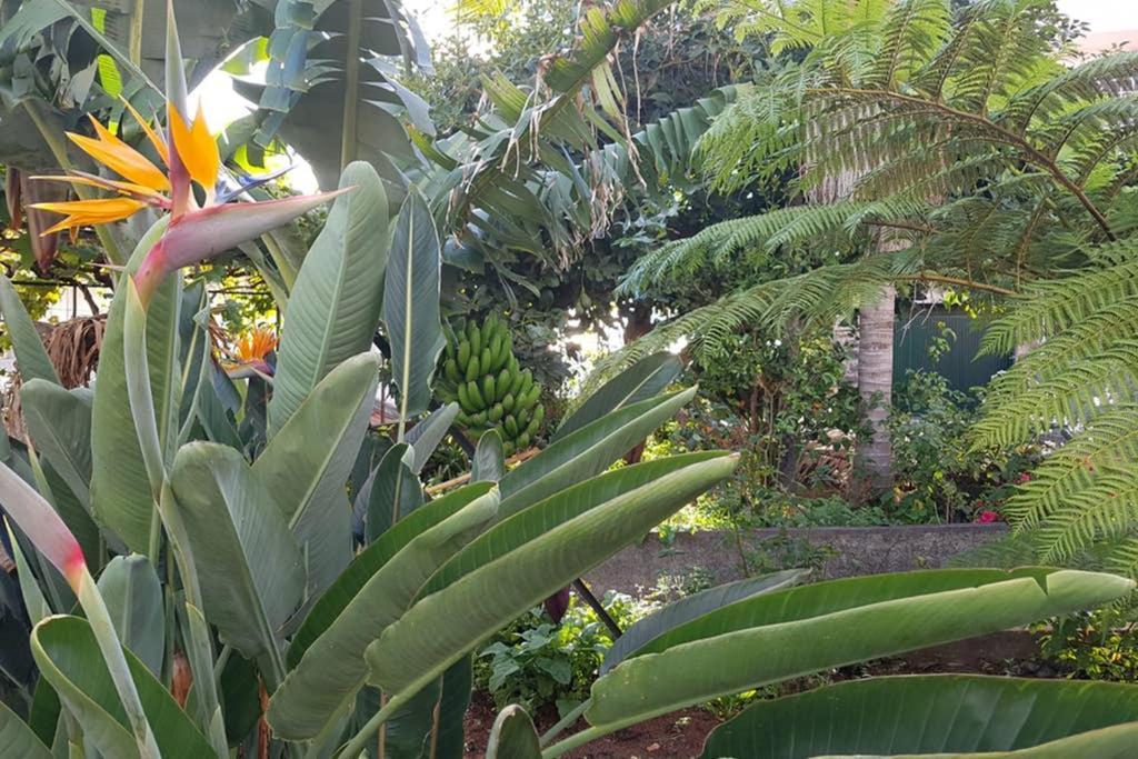 City View Gardens Funchal (Madeira) Exterior foto